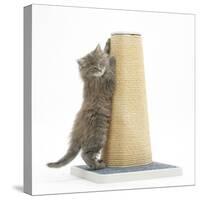Maine Coon Kitten, 7 Weeks, Using a Scratch Post-Mark Taylor-Stretched Canvas