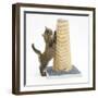 Maine Coon Kitten, 7 Weeks, Using a Scratch Post-Mark Taylor-Framed Photographic Print