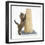 Maine Coon Kitten, 7 Weeks, Using a Scratch Post-Mark Taylor-Framed Photographic Print