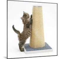 Maine Coon Kitten, 7 Weeks, Using a Scratch Post-Mark Taylor-Mounted Photographic Print