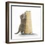 Maine Coon Kitten, 7 Weeks, Using a Scratch Post-Mark Taylor-Framed Photographic Print