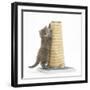 Maine Coon Kitten, 7 Weeks, Using a Scratch Post-Mark Taylor-Framed Photographic Print