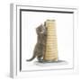 Maine Coon Kitten, 7 Weeks, Using a Scratch Post-Mark Taylor-Framed Photographic Print