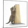 Maine Coon Kitten, 7 Weeks, Using a Scratch Post-Mark Taylor-Mounted Photographic Print