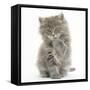 Maine Coon Kitten, 7 Weeks, Washing a Paw-Mark Taylor-Framed Stretched Canvas