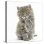 Maine Coon Kitten, 7 Weeks, Washing a Paw-Mark Taylor-Stretched Canvas