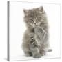 Maine Coon Kitten, 7 Weeks, Washing a Paw-Mark Taylor-Stretched Canvas