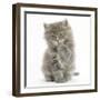 Maine Coon Kitten, 7 Weeks, Washing a Paw-Mark Taylor-Framed Photographic Print