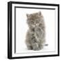 Maine Coon Kitten, 7 Weeks, Washing a Paw-Mark Taylor-Framed Photographic Print