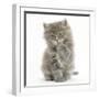 Maine Coon Kitten, 7 Weeks, Washing a Paw-Mark Taylor-Framed Photographic Print