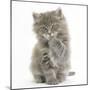 Maine Coon Kitten, 7 Weeks, Washing a Paw-Mark Taylor-Mounted Photographic Print