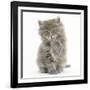 Maine Coon Kitten, 7 Weeks, Washing a Paw-Mark Taylor-Framed Photographic Print