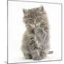 Maine Coon Kitten, 7 Weeks, Washing a Paw-Mark Taylor-Mounted Photographic Print