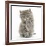 Maine Coon Kitten, 7 Weeks, Washing a Paw-Mark Taylor-Framed Photographic Print