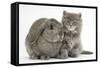 Maine Coon Kitten, 7 Weeks, with Agouti Lop Rabbit-Mark Taylor-Framed Stretched Canvas