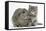 Maine Coon Kitten, 7 Weeks, with Agouti Lop Rabbit-Mark Taylor-Framed Stretched Canvas