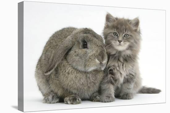 Maine Coon Kitten, 7 Weeks, with Agouti Lop Rabbit-Mark Taylor-Stretched Canvas