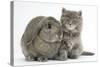 Maine Coon Kitten, 7 Weeks, with Agouti Lop Rabbit-Mark Taylor-Stretched Canvas