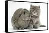 Maine Coon Kitten, 7 Weeks, with Agouti Lop Rabbit-Mark Taylor-Framed Stretched Canvas