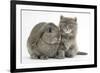 Maine Coon Kitten, 7 Weeks, with Agouti Lop Rabbit-Mark Taylor-Framed Photographic Print