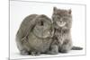 Maine Coon Kitten, 7 Weeks, with Agouti Lop Rabbit-Mark Taylor-Mounted Photographic Print