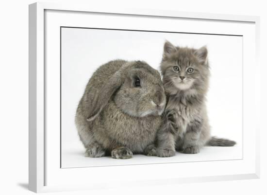 Maine Coon Kitten, 7 Weeks, with Agouti Lop Rabbit-Mark Taylor-Framed Photographic Print