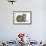 Maine Coon Kitten, 7 Weeks, with Agouti Lop Rabbit-Mark Taylor-Framed Photographic Print displayed on a wall