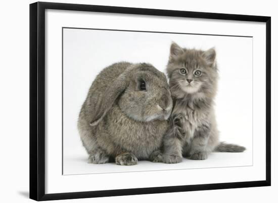 Maine Coon Kitten, 7 Weeks, with Agouti Lop Rabbit-Mark Taylor-Framed Photographic Print