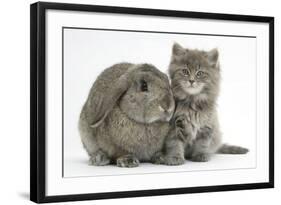 Maine Coon Kitten, 7 Weeks, with Agouti Lop Rabbit-Mark Taylor-Framed Photographic Print