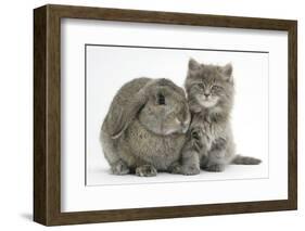 Maine Coon Kitten, 7 Weeks, with Agouti Lop Rabbit-Mark Taylor-Framed Photographic Print