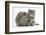 Maine Coon Kitten, 7 Weeks, with Agouti Lop Rabbit-Mark Taylor-Framed Photographic Print