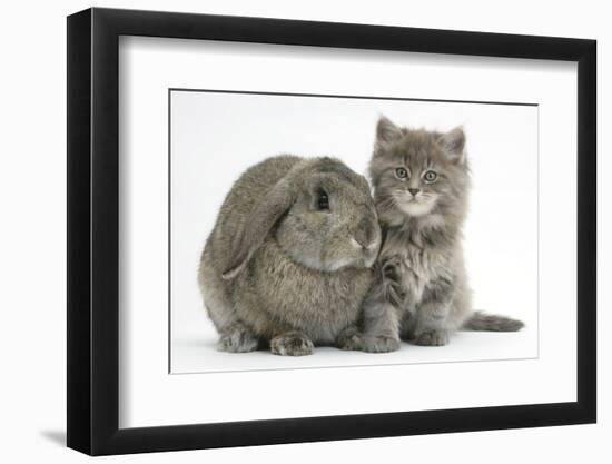 Maine Coon Kitten, 7 Weeks, with Agouti Lop Rabbit-Mark Taylor-Framed Photographic Print