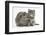 Maine Coon Kitten, 7 Weeks, with Agouti Lop Rabbit-Mark Taylor-Framed Photographic Print