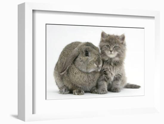 Maine Coon Kitten, 7 Weeks, with Agouti Lop Rabbit-Mark Taylor-Framed Photographic Print