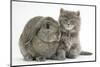 Maine Coon Kitten, 7 Weeks, with Agouti Lop Rabbit-Mark Taylor-Mounted Photographic Print