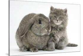 Maine Coon Kitten, 7 Weeks, with Agouti Lop Rabbit-Mark Taylor-Stretched Canvas