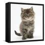 Maine Coon Kitten, 7 Weeks-Mark Taylor-Framed Stretched Canvas