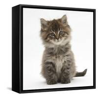 Maine Coon Kitten, 7 Weeks-Mark Taylor-Framed Stretched Canvas