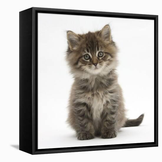 Maine Coon Kitten, 7 Weeks-Mark Taylor-Framed Stretched Canvas