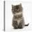 Maine Coon Kitten, 7 Weeks-Mark Taylor-Stretched Canvas