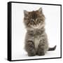 Maine Coon Kitten, 7 Weeks-Mark Taylor-Framed Stretched Canvas