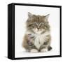 Maine Coon Kitten, 7 Weeks-Mark Taylor-Framed Stretched Canvas