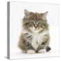 Maine Coon Kitten, 7 Weeks-Mark Taylor-Stretched Canvas