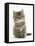 Maine Coon Kitten, 7 Weeks-Mark Taylor-Framed Stretched Canvas