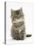 Maine Coon Kitten, 7 Weeks-Mark Taylor-Stretched Canvas