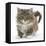 Maine Coon Kitten, 7 Weeks-Mark Taylor-Framed Stretched Canvas