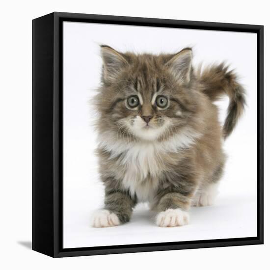 Maine Coon Kitten, 7 Weeks-Mark Taylor-Framed Stretched Canvas