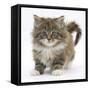 Maine Coon Kitten, 7 Weeks-Mark Taylor-Framed Stretched Canvas