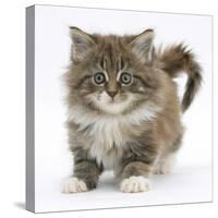 Maine Coon Kitten, 7 Weeks-Mark Taylor-Stretched Canvas