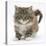 Maine Coon Kitten, 7 Weeks-Mark Taylor-Stretched Canvas